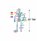 40 Piece Human Skeleton Magnet Kit